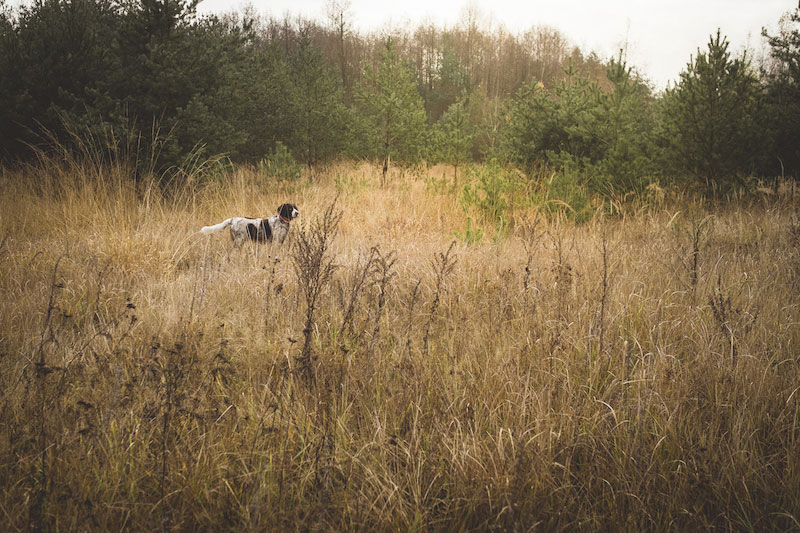 Hund-im-Feld