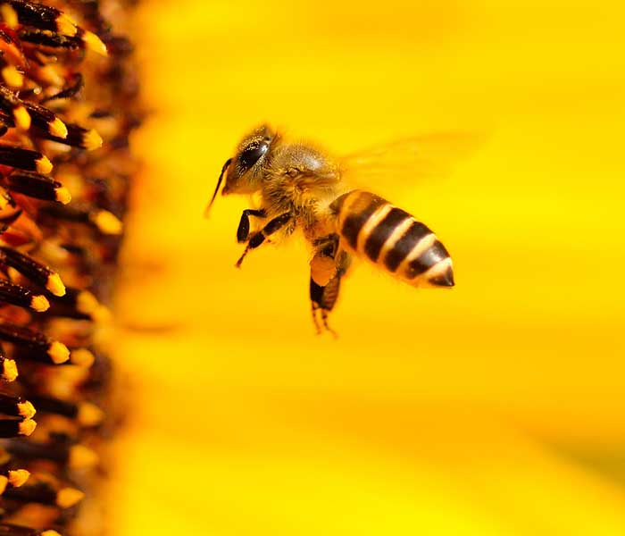 Initiative-Bienensummen