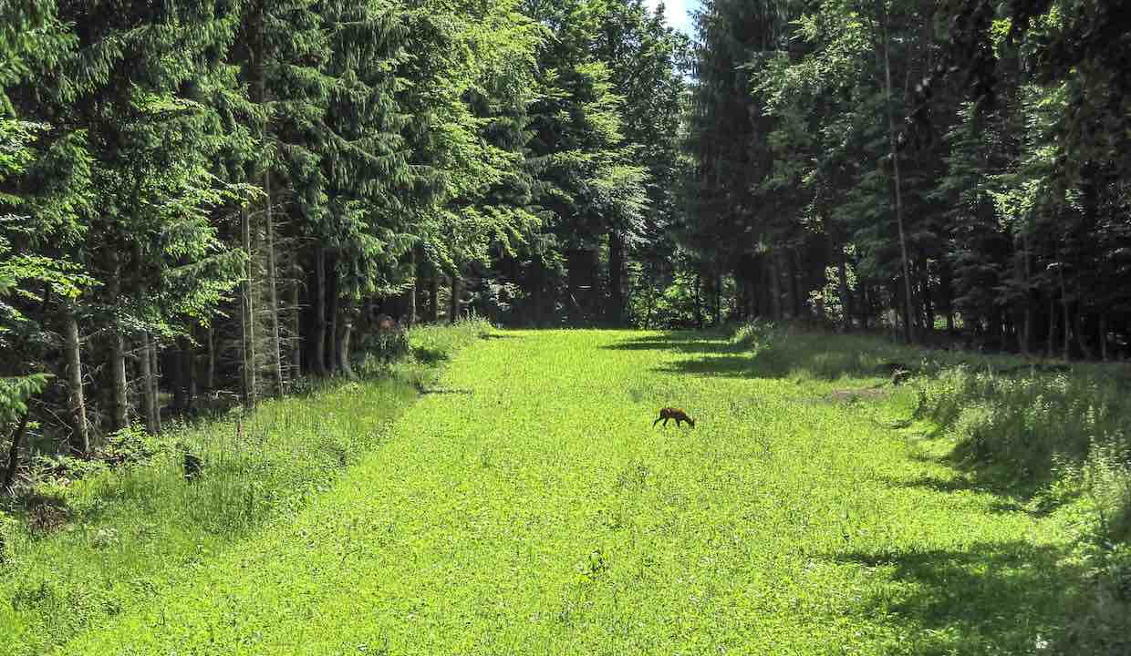 Wildacker  Leckerbissen frs Wild - waidgerechte-jagd.de